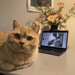 Happy Cat Life Kennisuurtje - 1 webinar