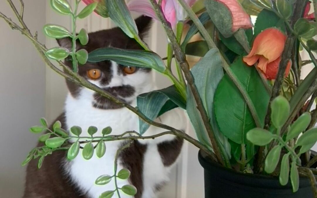 Kattengeluiden, meer dan miauwen