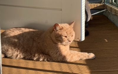 Katten en warme zonnige zomerdagen