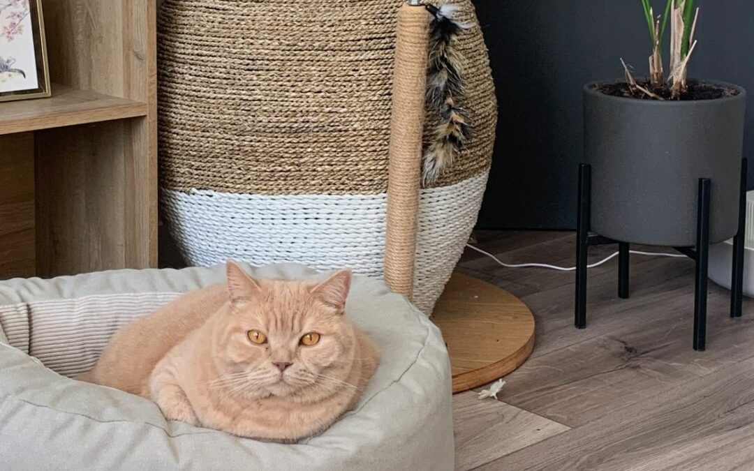 Kattenwelzijn