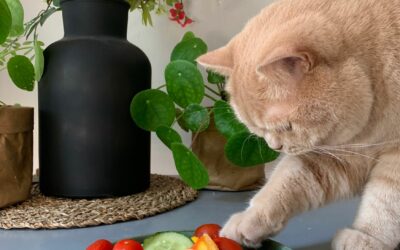 De kat is geen veganist