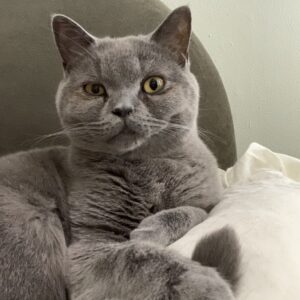 Cursus Senior kat