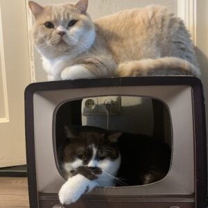 Happy Cat Life Kennisuurtje