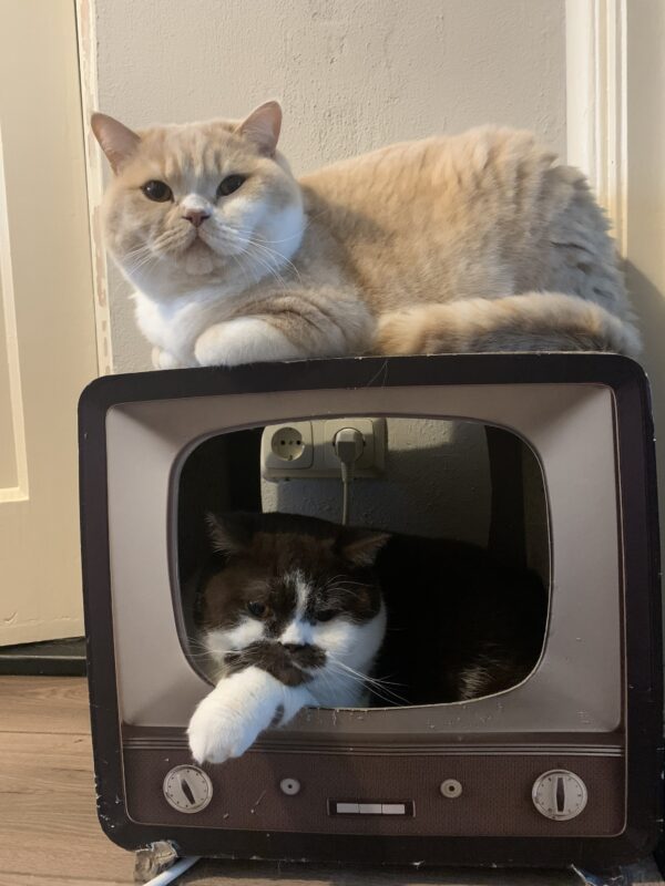 Happy Cat Life Kennisuurtje