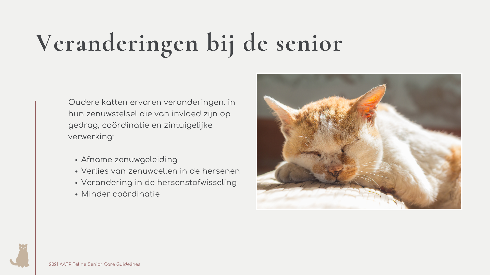 Cursus De senior kat